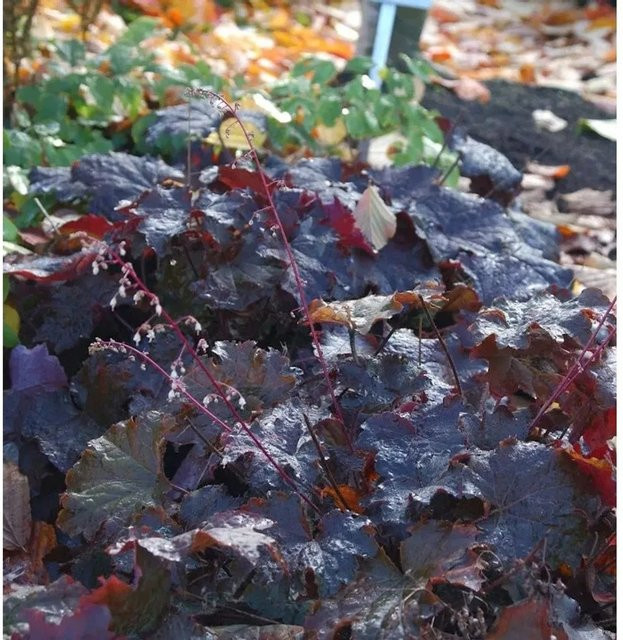 Purpurglöckchen Ruby Veil Heuchera micrantha Bodendecker in Lila - Bild 1