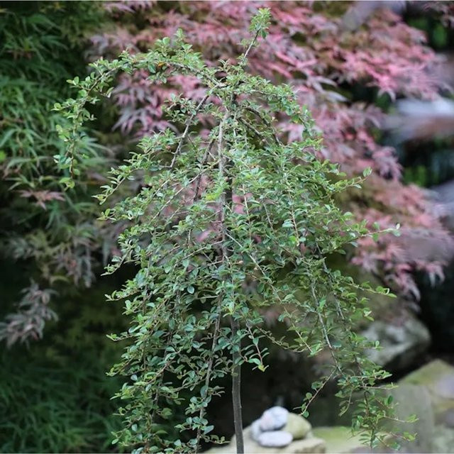 Cotoneaster dammeri Hochstamm Zwergmispel Eichholz als Zierstrauch und Bodendecker, Höhe: 60-80 cm - Bild 1