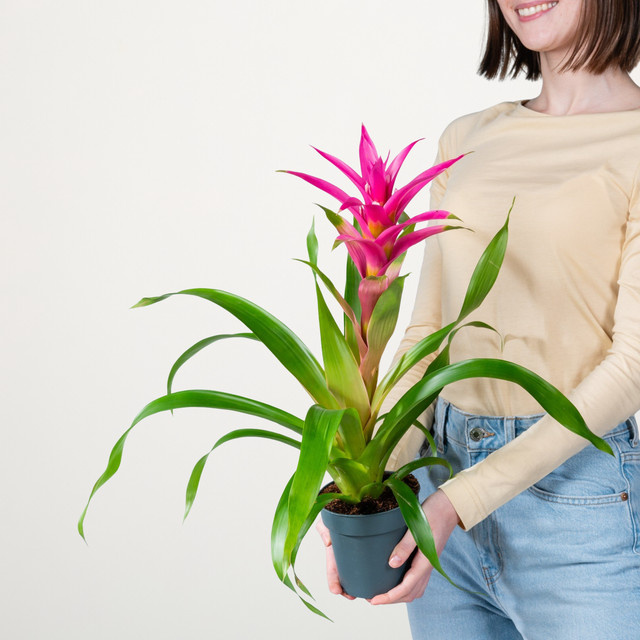 Guzmania Suerte Cerise Zimmerpflanze in Pink von BLUME2000 - Bild 1