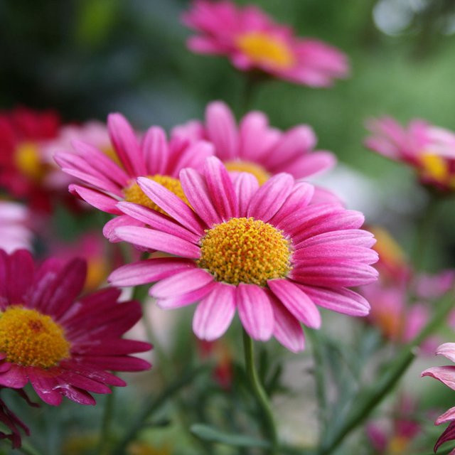 Rosa Argyranthemum Margerite als mehrjährige Topfpflanze für deinen Garten und Balkon - Bild 1