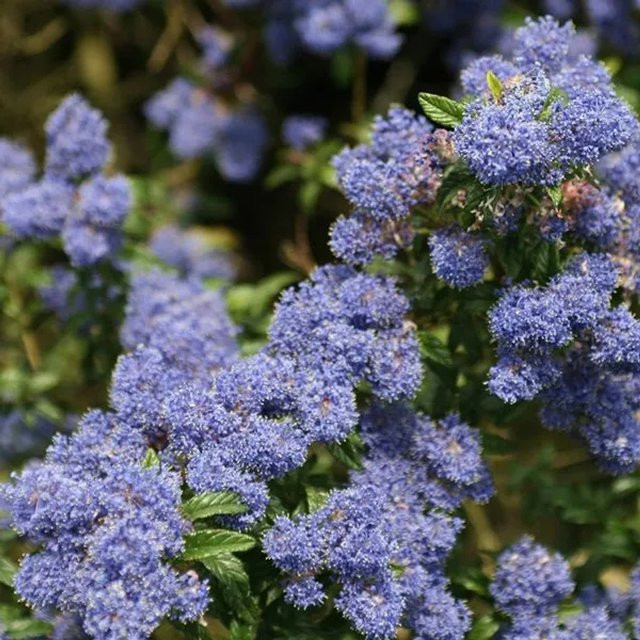 Ceanothus Säckelblume Concha von arborix mit tiefblauen Blüten, pflegeleichter Zierstrauch im Container, Höhe: 35 cm - Bild 1