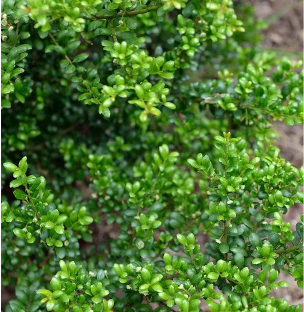 Japanische Stechpalme Ilex crenata als grüne Heckenpflanze von Nr-01.de - Bild 1