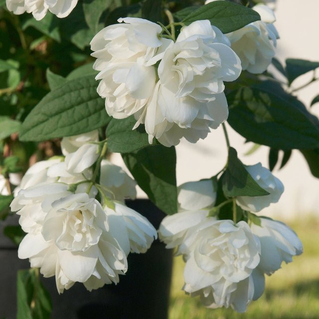 Gefüllter Pfeifenstrauch Little White Love in Weiß als Zierstrauch für Garten und Innenräume - Bild 1