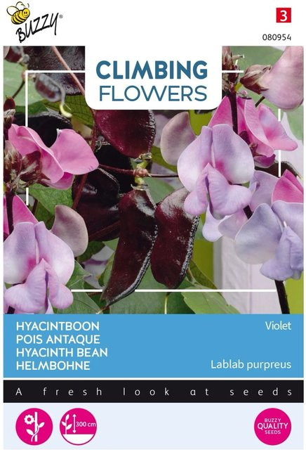 Arborix Helmbohne Violette Buzzy Climbing Flowers Samen, 3 g, kräftige Kletterpflanze - Bild 1