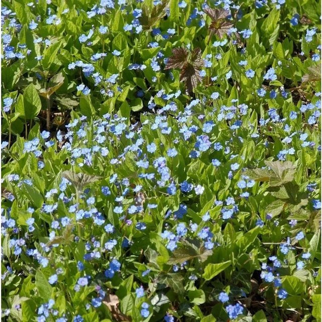 Omphalodes cappadocica Cherry Ingram Kaukasus-Vergissmeinnicht in Blau - Bild 1
