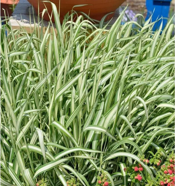 Rohrglanzgras Phalaris arundinacea Feesey - Grünes Ziergras für die Teichrandbepflanzung - Bild 1