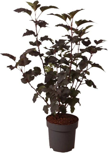 GROW by OBI Blasenspiere Diabolo Physocarpus opulifolius Strauch im Topf, Höhe: 40 cm - Bild 1