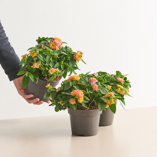 3er Set Pinkes Wandelröschen Lantana camara von BLUME2000 als Kübelpflanze für Balkon, Terrasse oder Garten - Bild 1