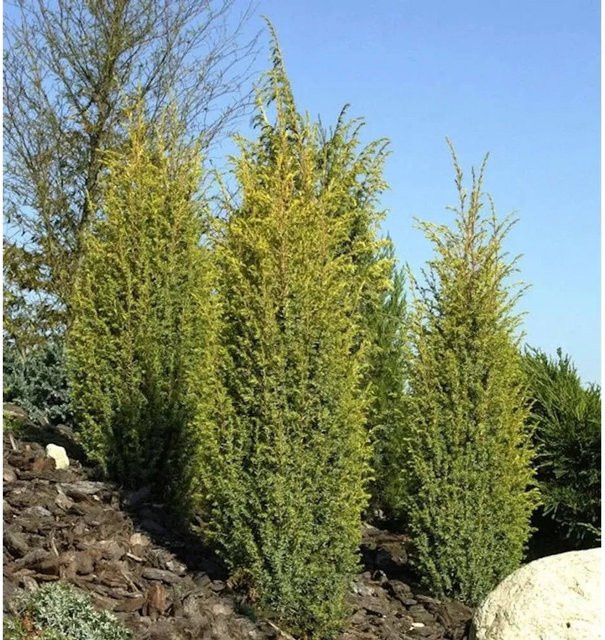 Goldener Heidewacholder Golden Cone Juniperus communis in Gold und Blaugrün, Höhe: 50-60 cm - Bild 1