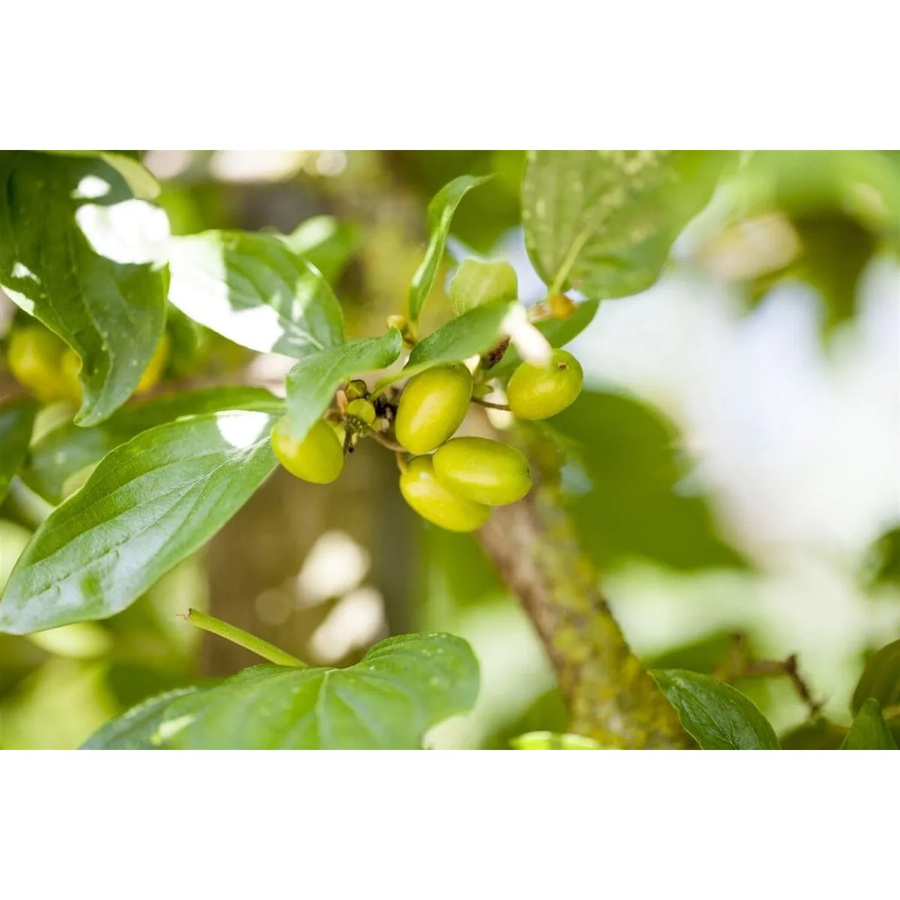 Cornus Mas Jolico Kornelkirsche mit gelben Blüten von Pflanzen für dich, Höhe: 40–60 cm - Bild 2