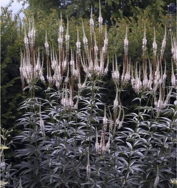Veronicastrum virginicum Virginischer Riesen Ehrenpreis als mehrjährige Gartenpflanze im Topf - Bild 1