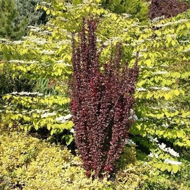 Rote Säulenberberitze Helmond Pillar Berberis thunbergii als Heckenpflanze für deinen Garten - Bild 1