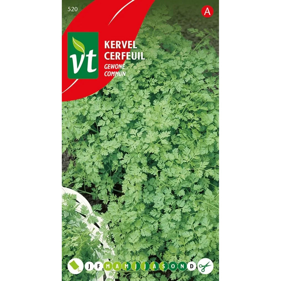 Arborix Kerbel Saatgut feinwürzig 8 g - Bild 2