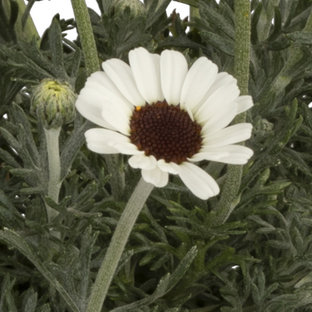 3er Set Margerite Leucanthemum African Spring von BLUME2000 - Bild 1