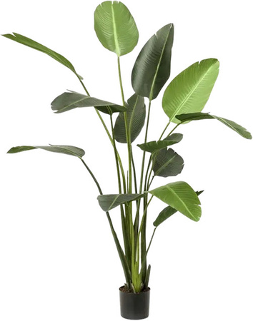Künstliche Strelitzia Josephine von Aplanta, Kunstbaum in Grün, Höhe: 230 cm