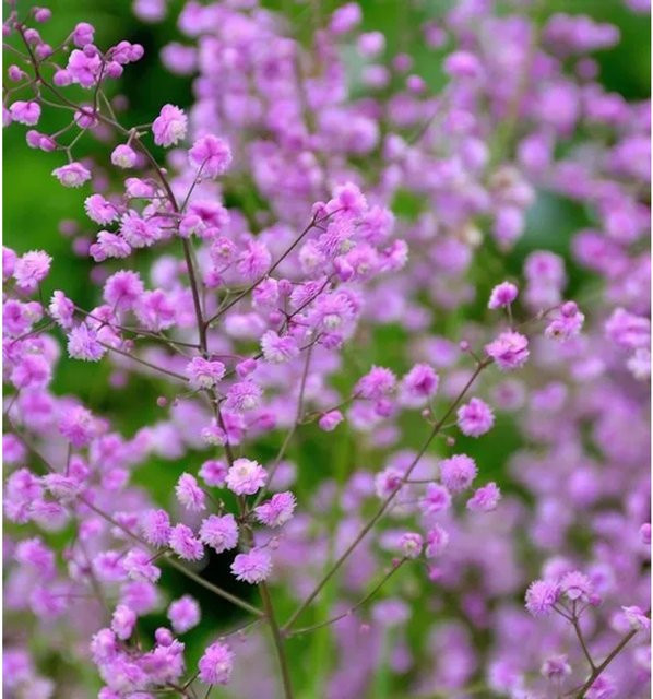 Chinesische Wiesenraute Hewitt Double Thalictrum delavayi als lila mehrjährige Solitärpflanze für den Außenbereich - Bild 1