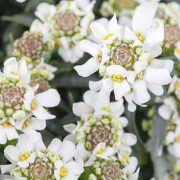 Schleifenblume in Weiß - Bild 1