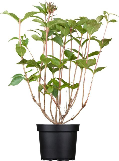 OBI Weigela florida Bristol Ruby Rot als Blütenhecke, Höhe: ca. 55 cm - Bild 1
