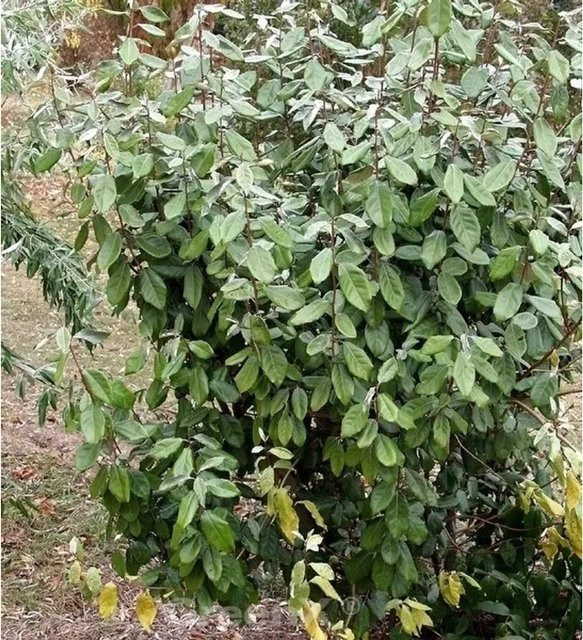 Wintergrüne Ölweide Elaeagnus ebbingei Strauch in Grün, Höhe: 30-40 cm - Bild 1