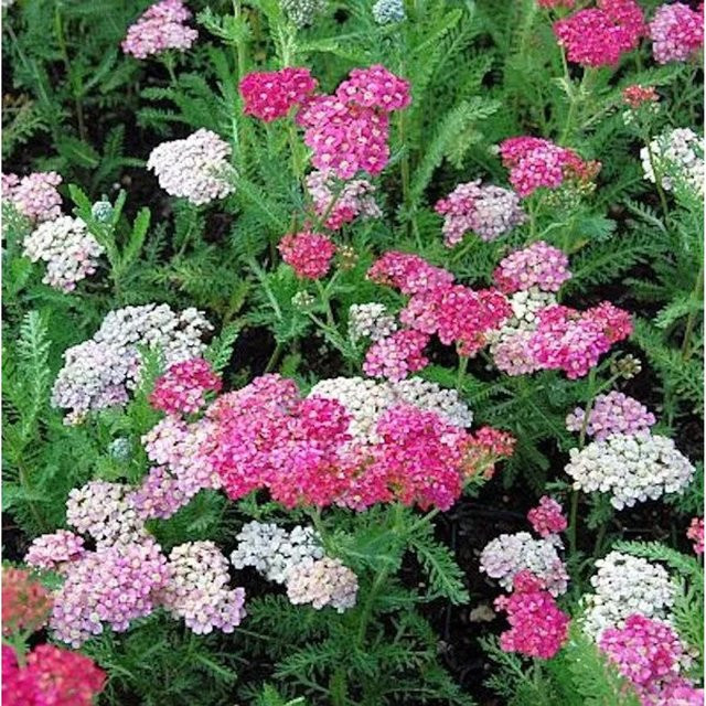 Schafgarbe Achillea millefolium als mehrjährige Gartenpflanze von Nr-01.de - Bild 1