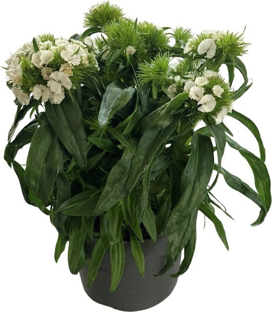GROW by OBI Bartnelke Dianthus barbatus Weiß als Staude im Topf mit einem Durchmesser von ca. 13 cm - Bild 1