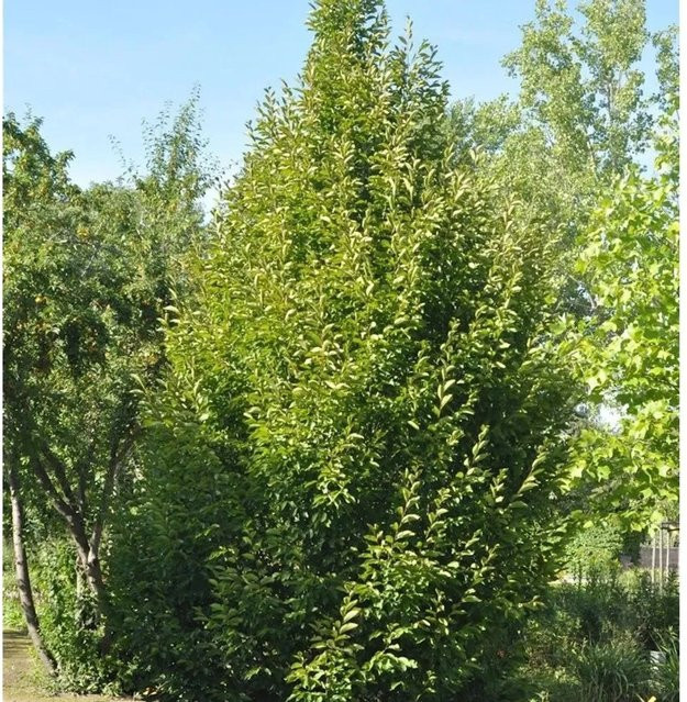 Säulen-Hainbuche Carpinus betulus Fastigiata in Grün, Höhe: 100-125 cm - Bild 1