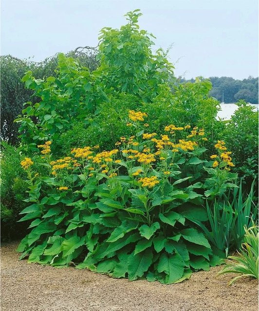 Inula Magnifica Prachtalant von Pflanzen für dich im 11x11 cm Topf - Bild 1