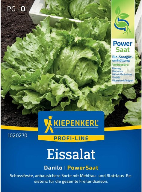 Kiepenkerl Eissalat Danilo Lactuca sativa - Bild 1