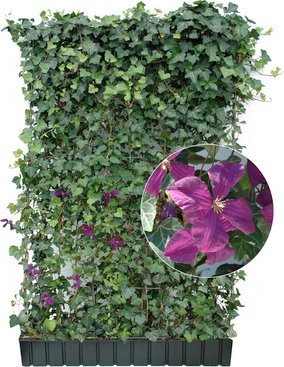 HELIX PFLANZEN Hedera helix Woerneri Efeu mit Clematis, winterhart, B/H: 120 x 180 cm - Bild 1