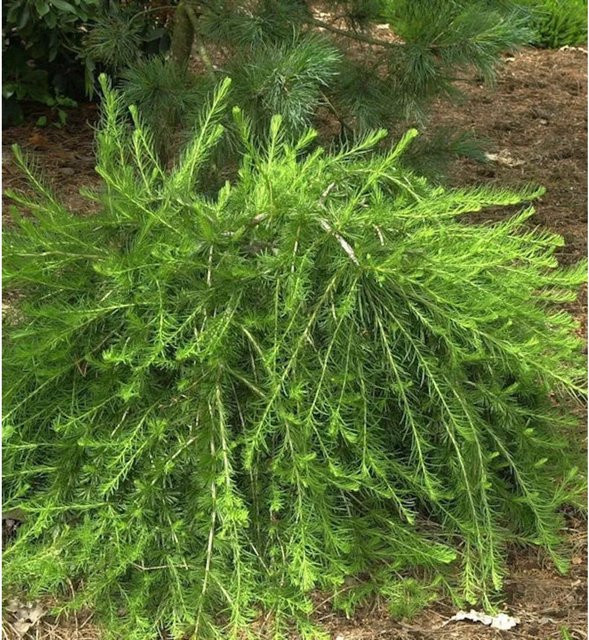 Europäische Lärche Bogle Larix decidua für deinen Garten, Höhe: 40-60 cm - Bild 1