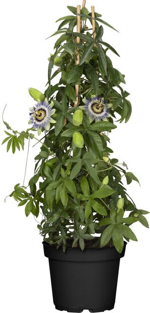 Passionsblume Passiflora caerulea in Blau-weiß, Höhe: 40 - 60 cm, Topf-Durchmesser: 17 cm - Bild 1