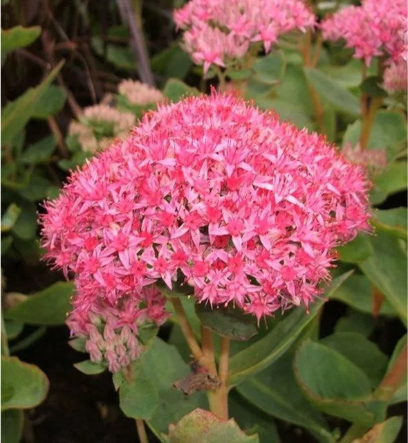 Prächtige Fetthenne Carl Sedum spectabile als pinkfarbene Staude für Staudenbeete, Steingärten und als Schnittblume - Bild 1