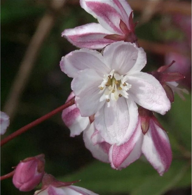 Halbhoher Sternstrauch Deutzia kalmiiflora für deinen Garten, Höhe: 125-150 cm - Bild 1