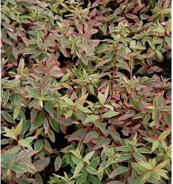 Hohes Johanniskraut Tricolor Hypericum moserianum mehrfarbig als Gartenpflanze im Topf - Bild 1
