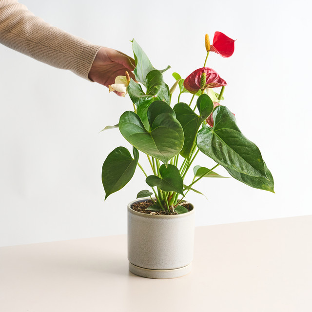 Zweifarbige Flamingoblume Sierra von BLUME2000 in Rot und Weiß mit herzförmiger Form für den Tisch - Bild 1