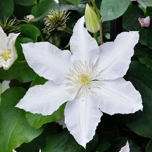 Arborix Clematis Waldrebe Gladys Picard großblumig in lila, rot und weiß im Container - Bild 1
