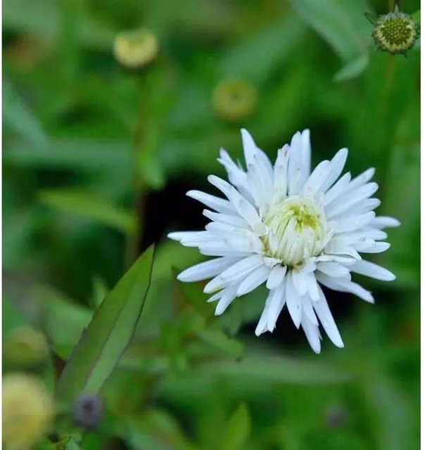 Glattblattaster White Lady Aster novi belgii in Weiß - Bild 1