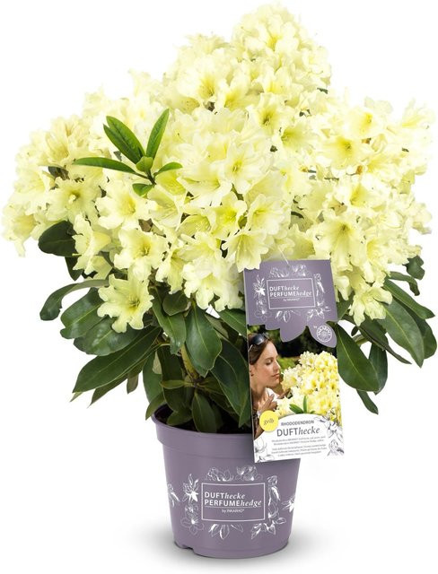Easydendron Rhododendron Dufthecke Gelb, Höhe: 30-40 cm - Bild 1