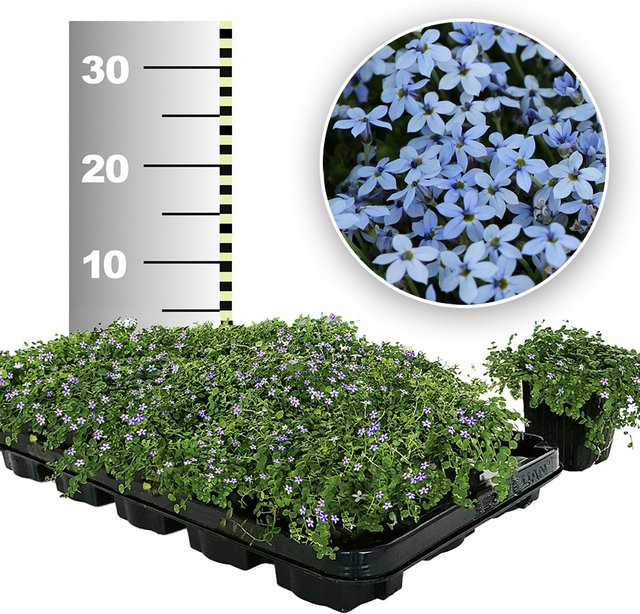 Isotoma Blue Foot trittfester Bodendecker als Rasenersatz, 50 Stück - Bild 1