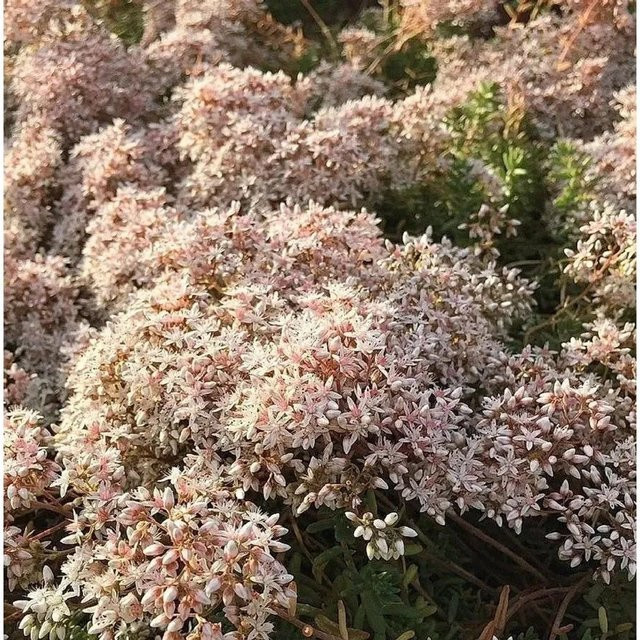 Sedum album Mauerpfeffer Coral Carpet weiße Blüte als Bodendecker von Nr-01.de - Bild 1