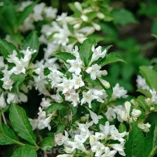 Weigela Candida Zierstrauch in Weiß, Höhe: 80-100 cm - Bild 1