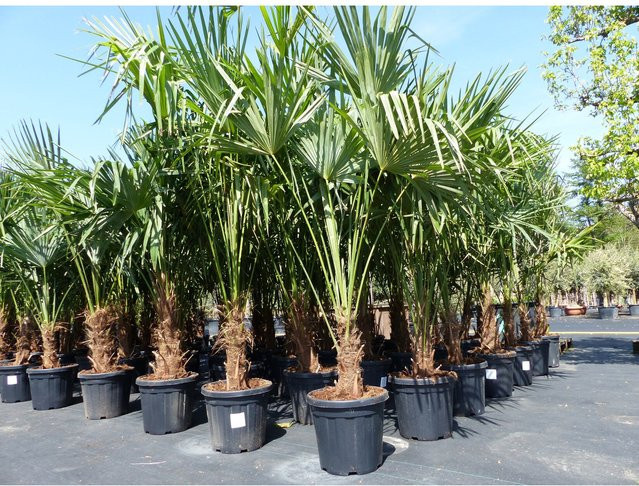 3 Stück winterharte Hanfpalmen Trachycarpus fortunei von Grünwaren in der Größe 190 - 220 cm - Bild 1