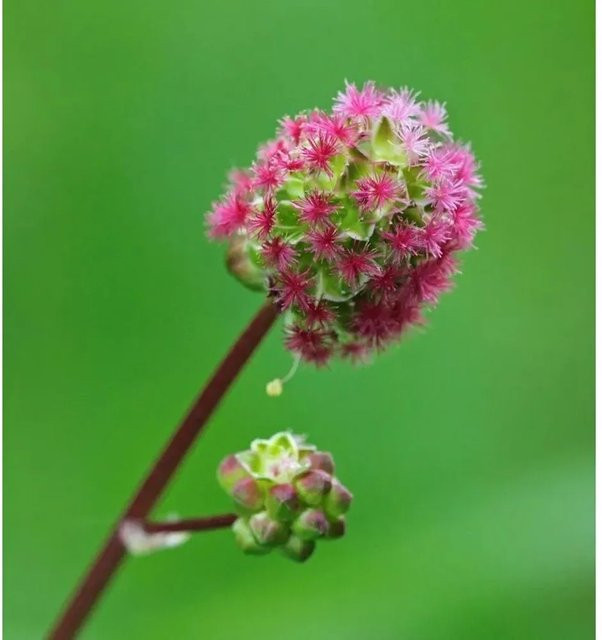 Sanguisorba obtusa Japan Wiesenknopf als mehrjährige Gartenpflanze von Nr-01.de - Bild 1