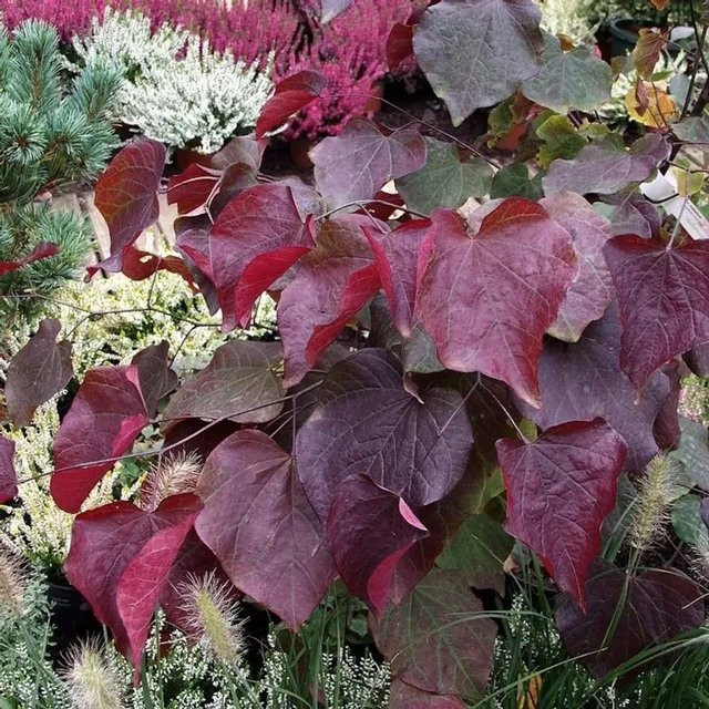 Kanadischer Judasbaum Garden Gems Amethyst Cercis canadensis in Lila, Höhe: 125-150 cm - Bild 1