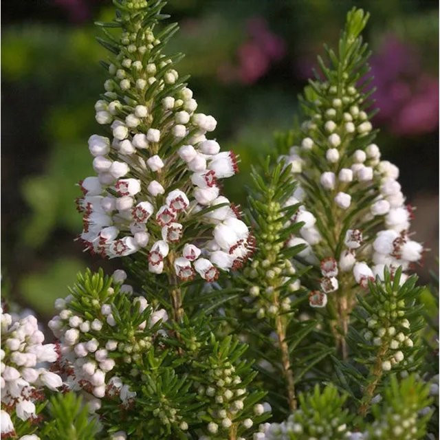 10x Erica vagans Cornwallheide Alba weißer Zwergstrauch - Bild 1
