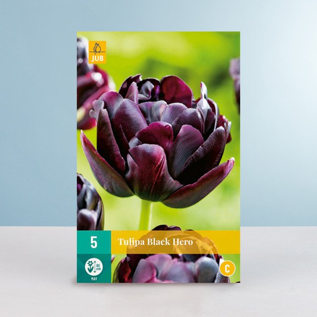 BLUME2000 Tulpenzwiebeln Black Hero Gefüllte Späte Tulpe 5 Stück - Bild 1