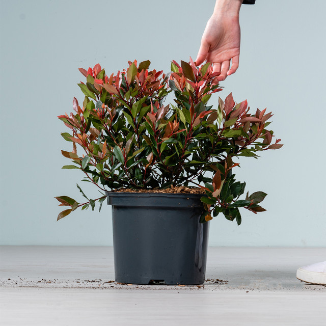 Glanzmispel Photinia von BLUME2000 als Zierstrauch im Topf für Balkon oder Terrasse - Bild 1