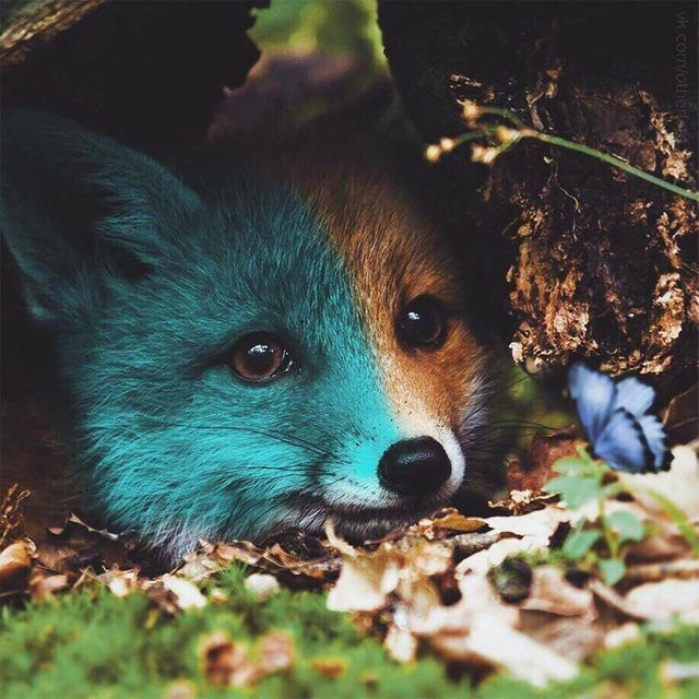 FIYO DIY 5D Diamantmalerei Mosaik Set mit Fuchs Wald Motiv in Blau, Breite: 30 cm, Höhe: 30 cm - Bild 1