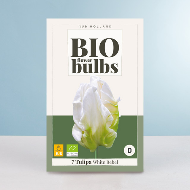 BIO Tulpe White Rebel Blumenzwiebeln für Beete und Balkon, 10 Stück - Bild 1