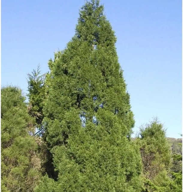 Wacholder Spartan Juniperus chinensis grüner Strauch für den Garten, Höhe: 80-100 cm - Bild 1